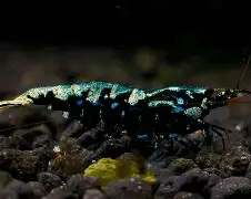 WI疏?N&jJ蟒>袩的简单介绍